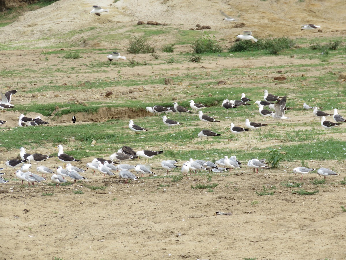 Gaviota Sombría (fuscus) - ML433922201