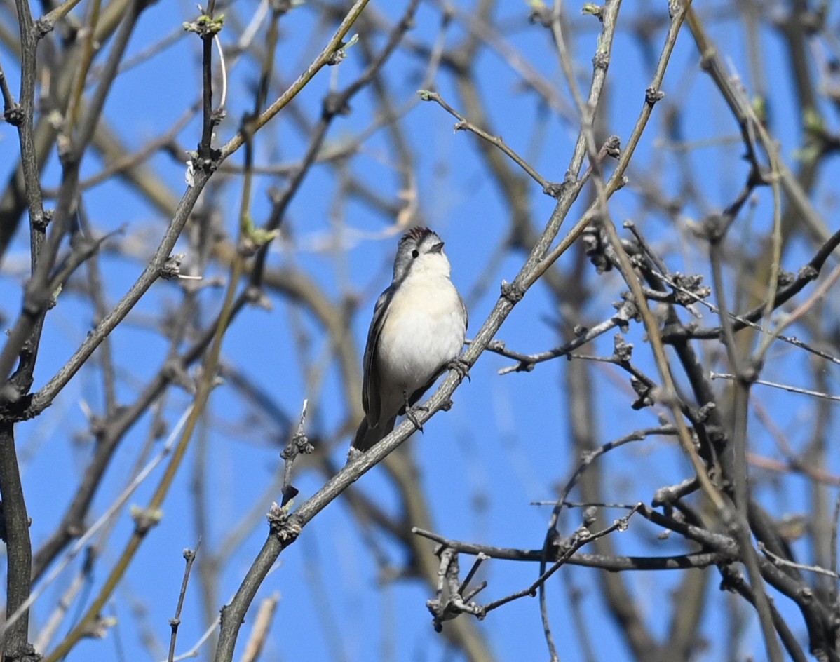 Lucy's Warbler - ML433922761