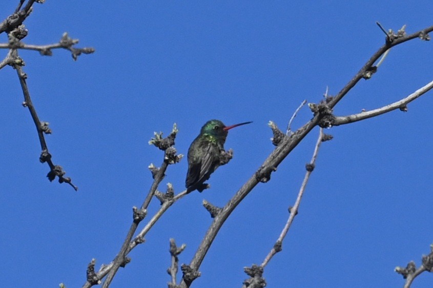 Broad-billed Hummingbird - ML433922911