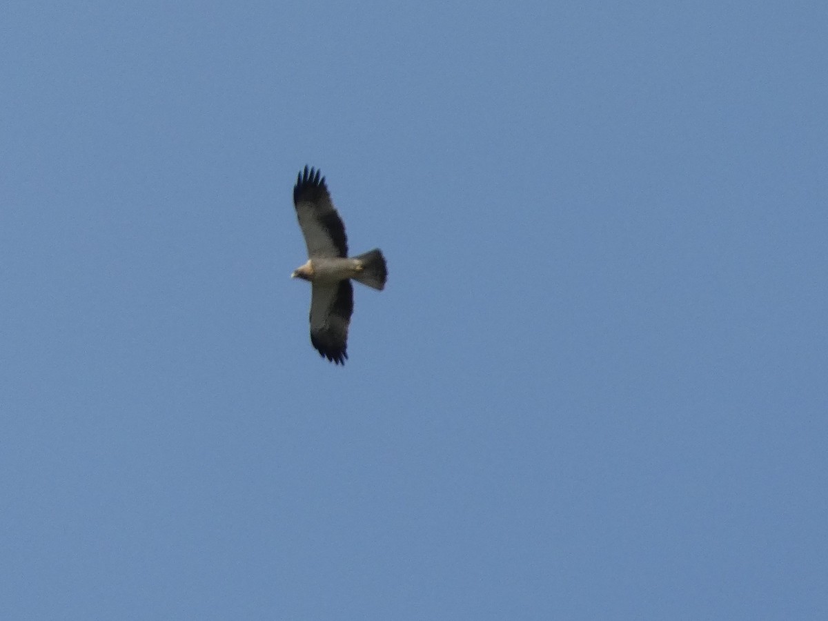 Booted Eagle - Bruno Asencio Sevillano