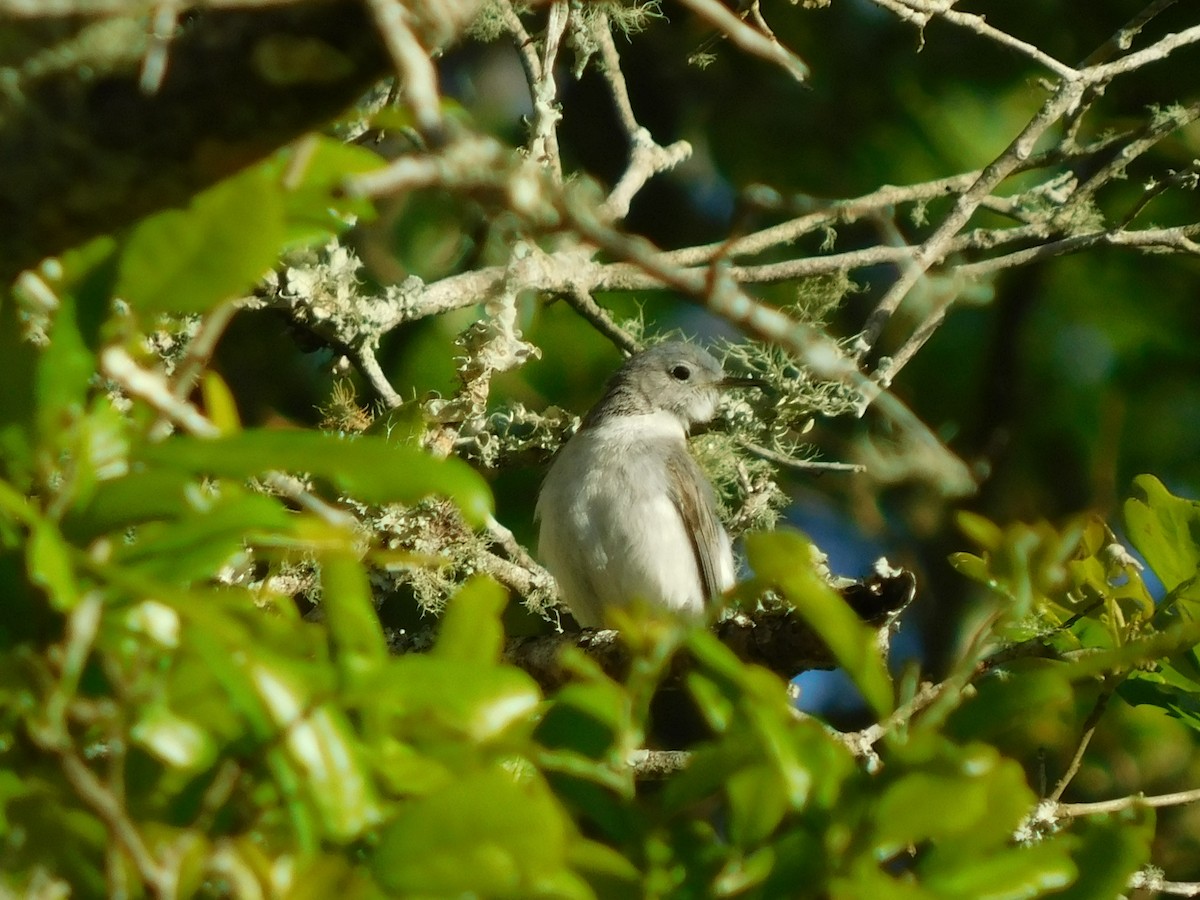 Blue-gray Gnatcatcher - Craig Van Boskirk