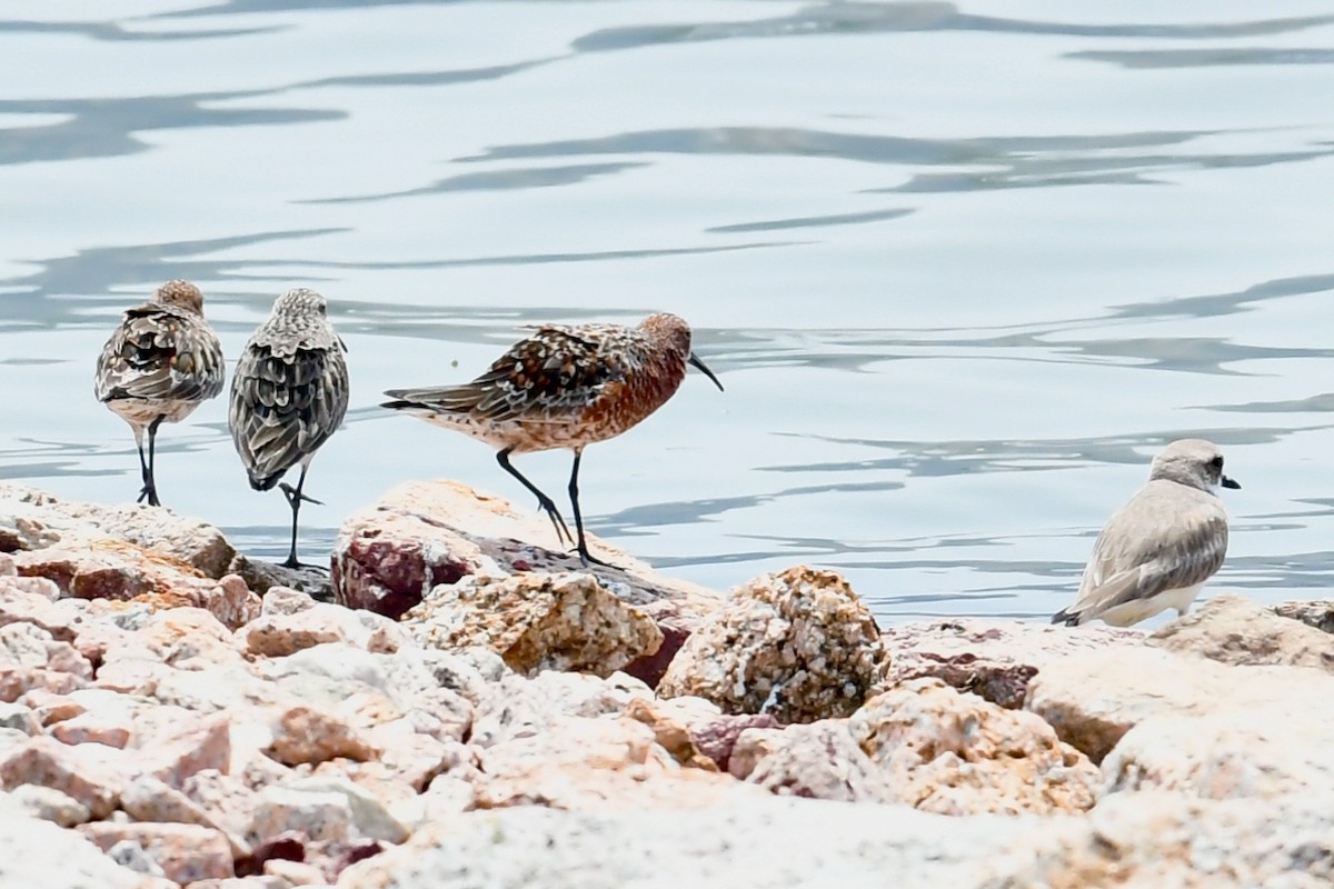 Curlew Sandpiper - Qin Huang