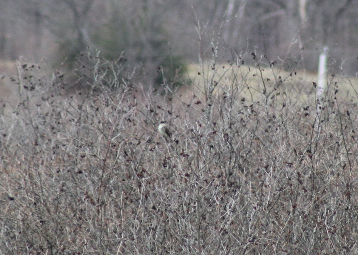 Eastern Phoebe - ML433926531