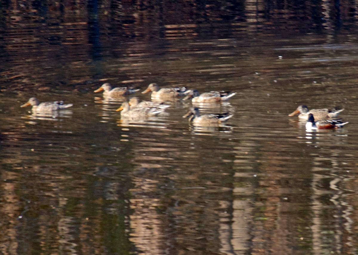 Northern Shoveler - ML43392661