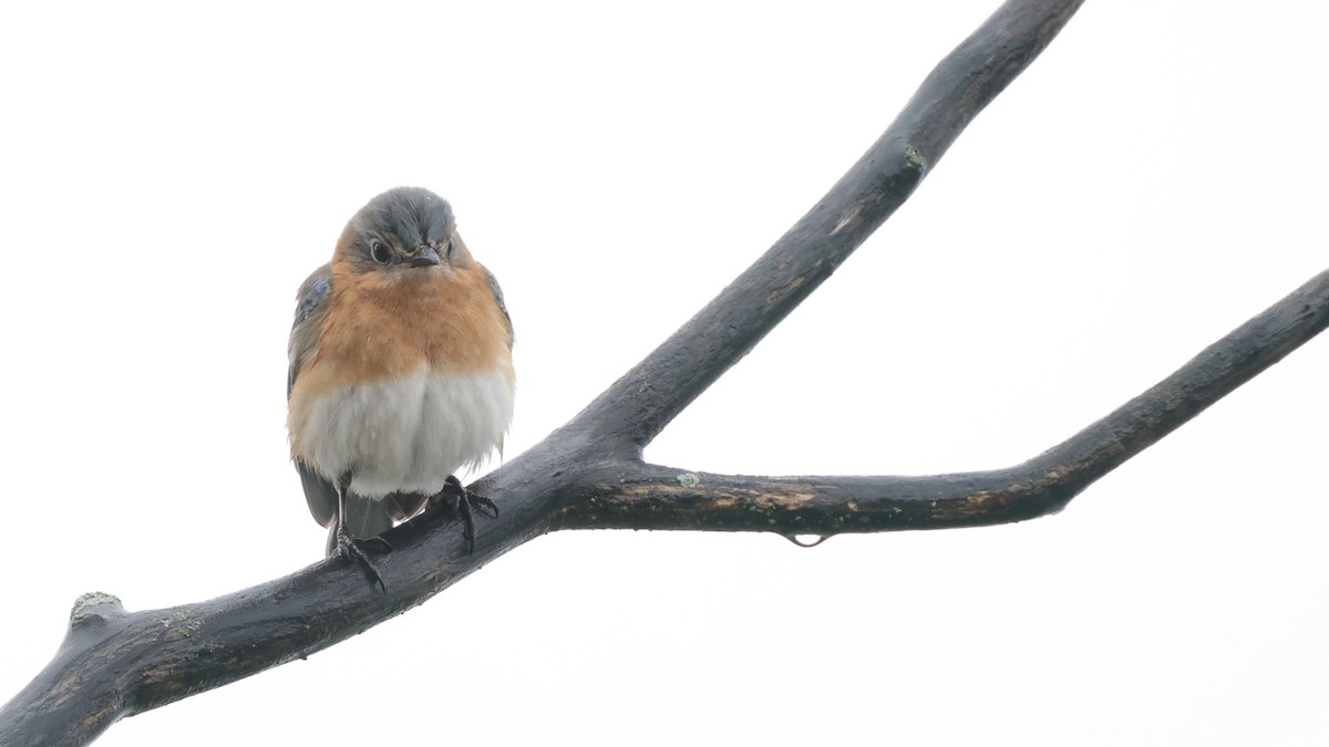 Eastern Bluebird - Tim Lenz