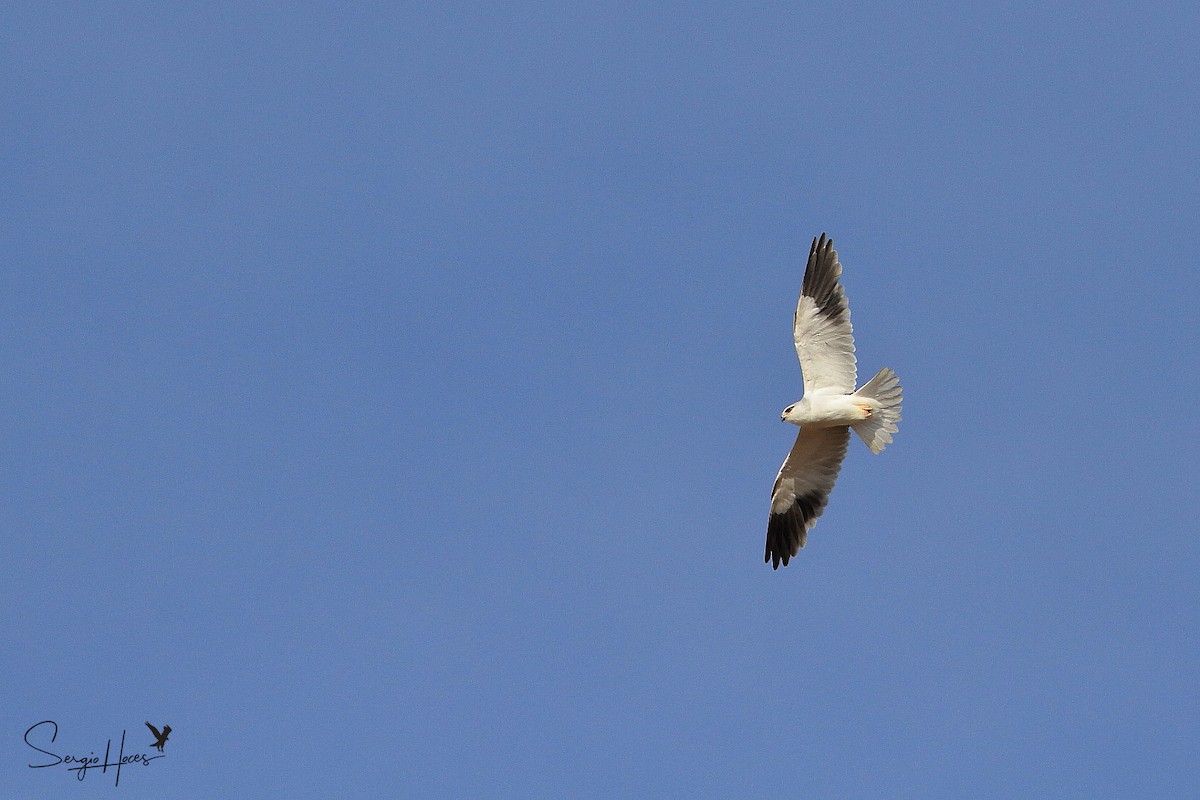 Black-winged Kite - ML433926711