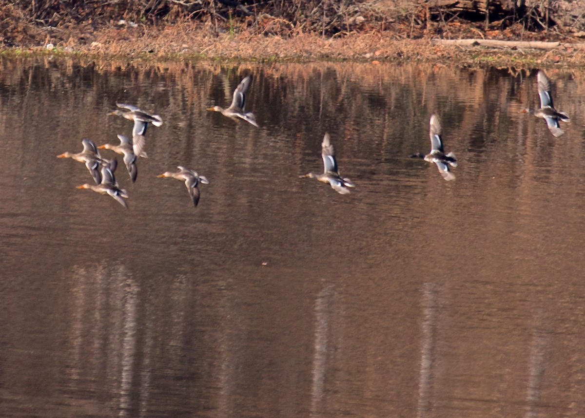 Northern Shoveler - ML43392681