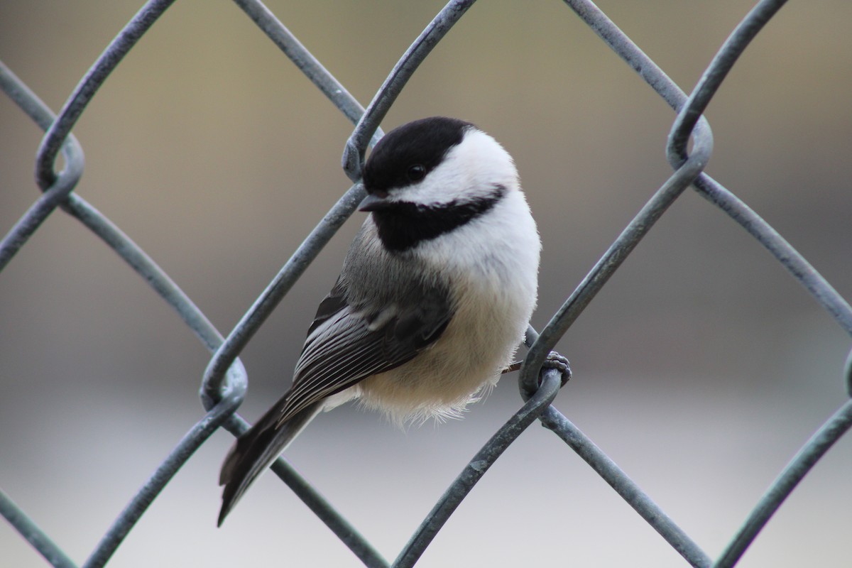 Black-capped Chickadee - ML433927051