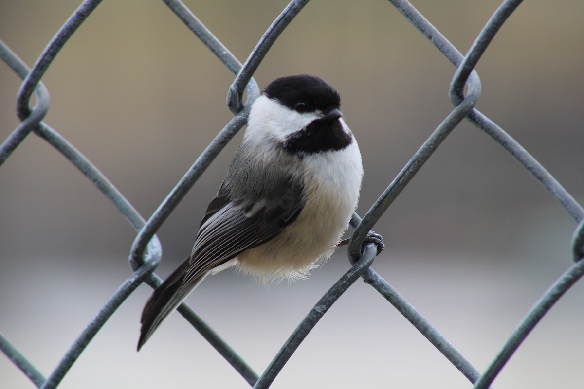 Black-capped Chickadee - ML433927071