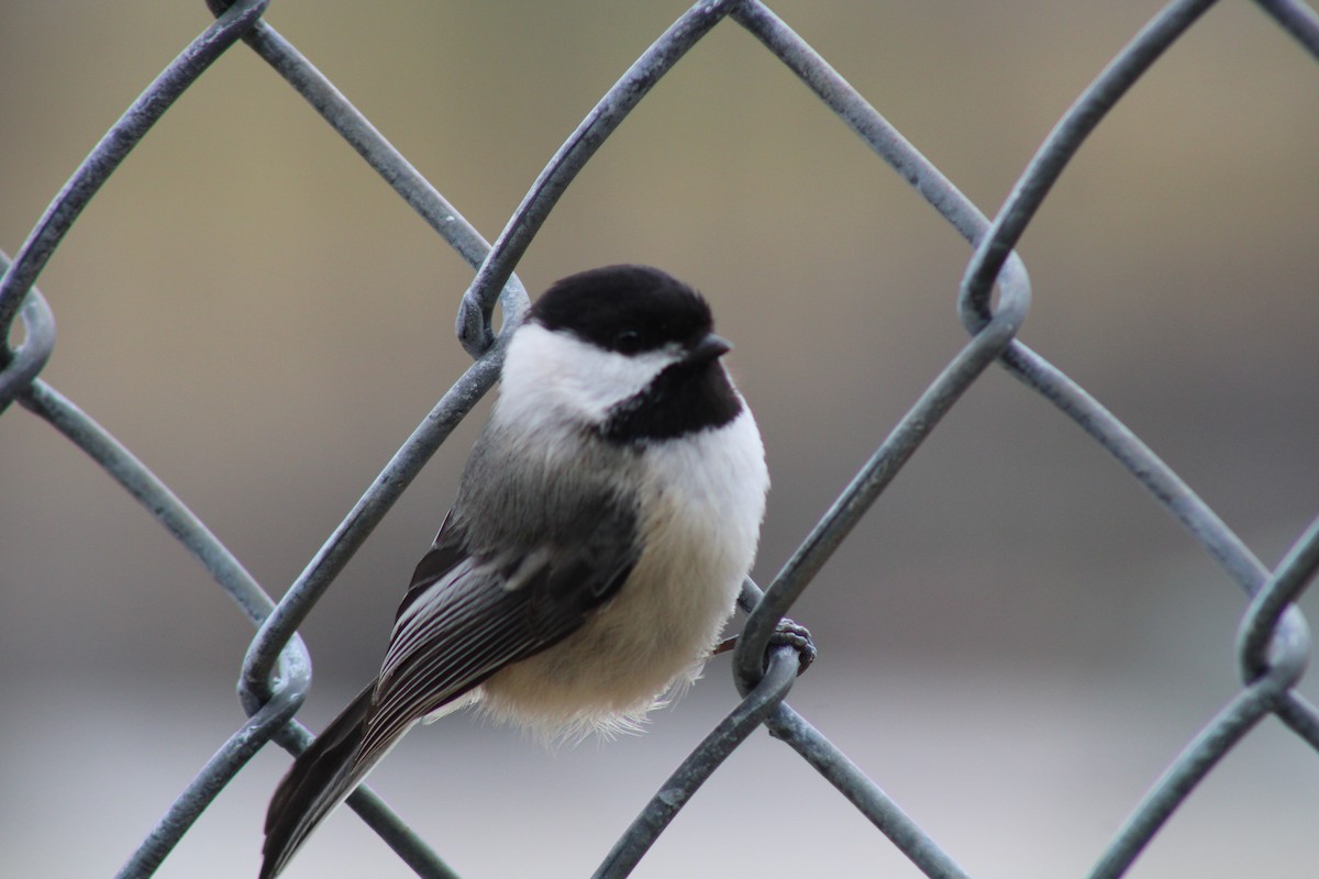 Black-capped Chickadee - ML433927091