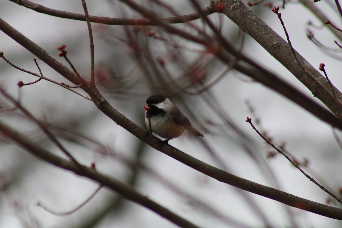 Black-capped Chickadee - ML433927131