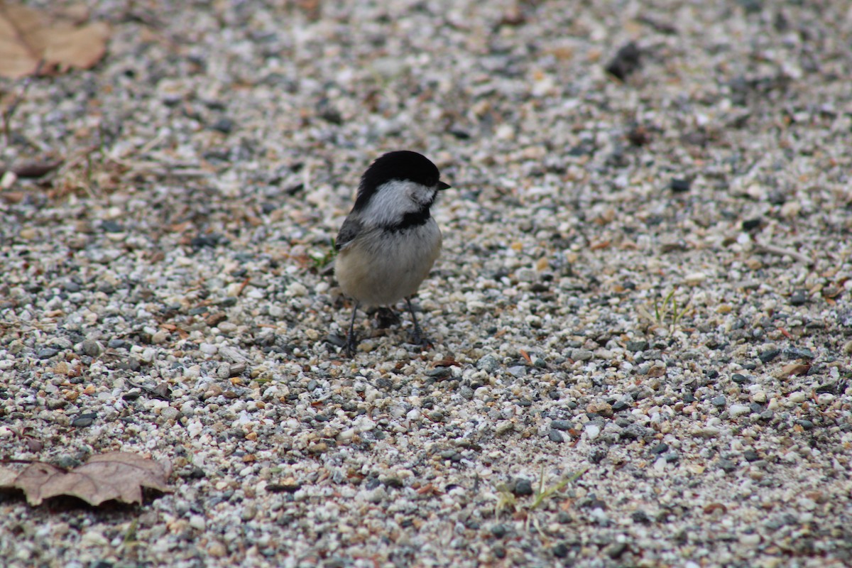 Black-capped Chickadee - ML433927141