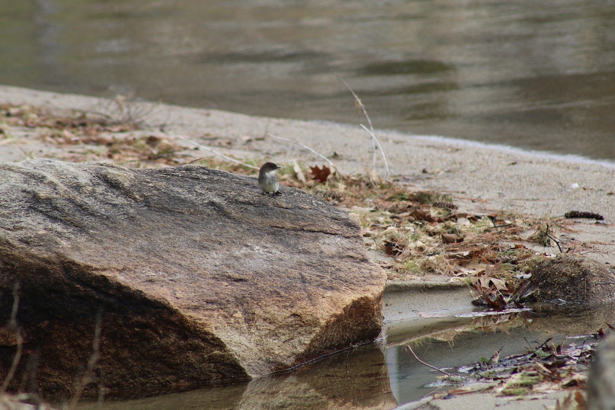 Eastern Phoebe - ML433927491