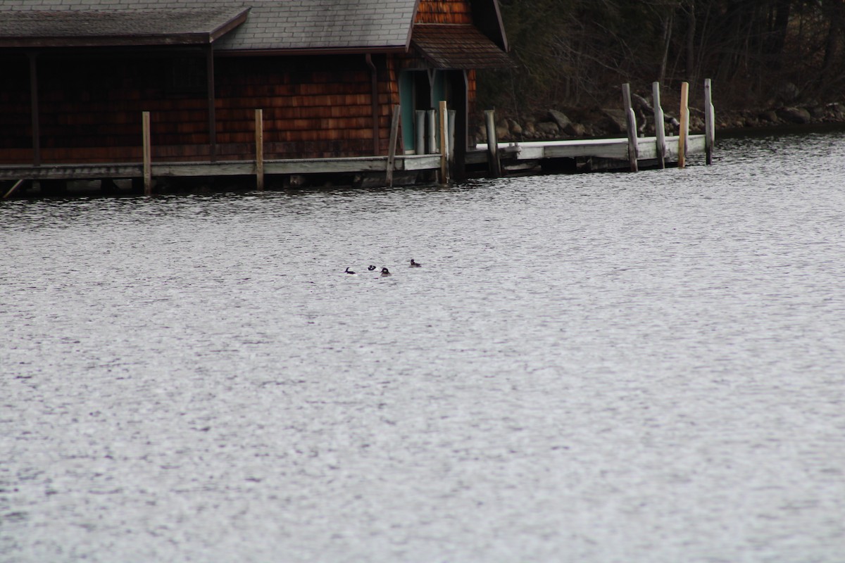 Bufflehead - Danny Castriotta