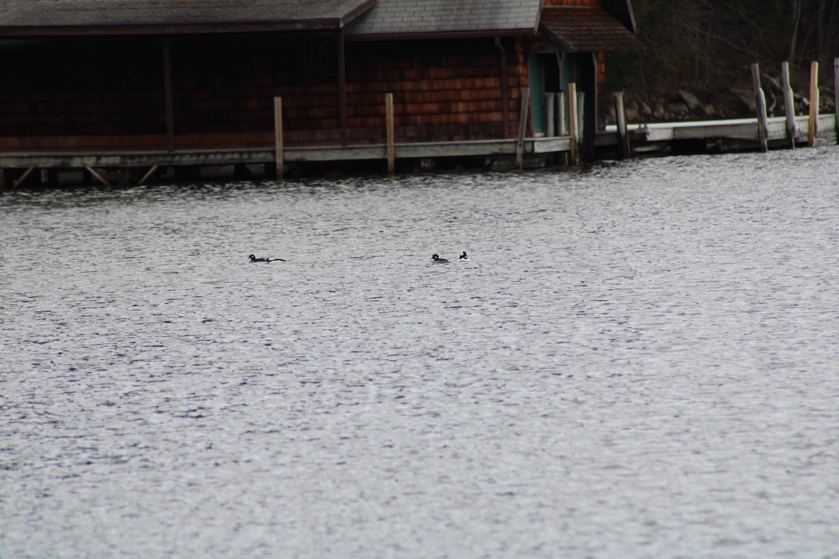 Bufflehead - ML433927581