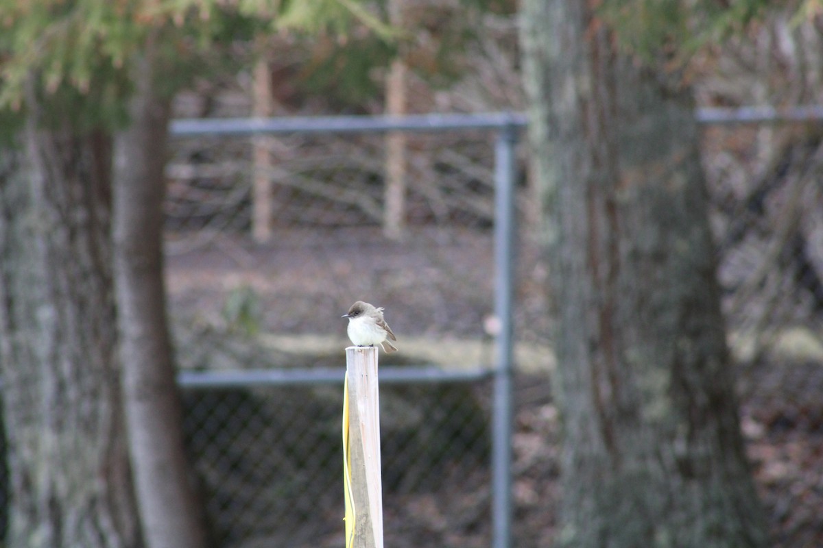 Eastern Phoebe - ML433927731