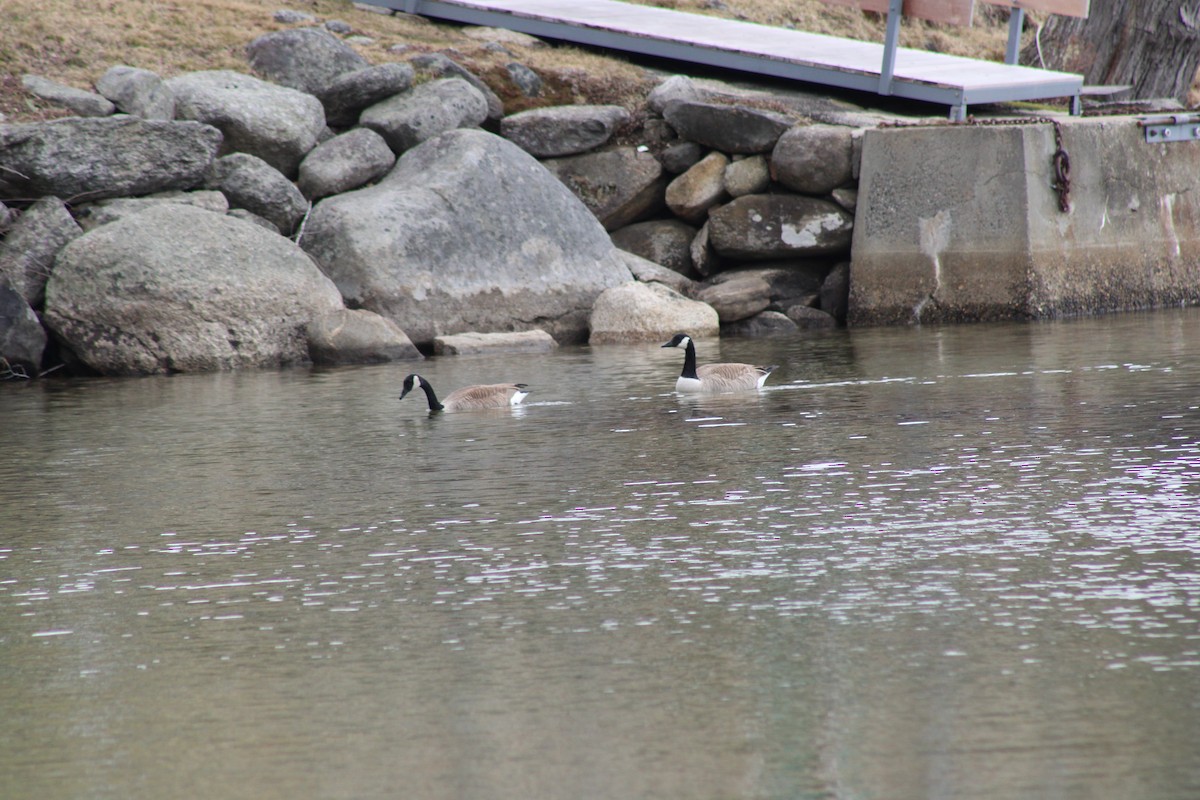 Canada Goose - ML433927781