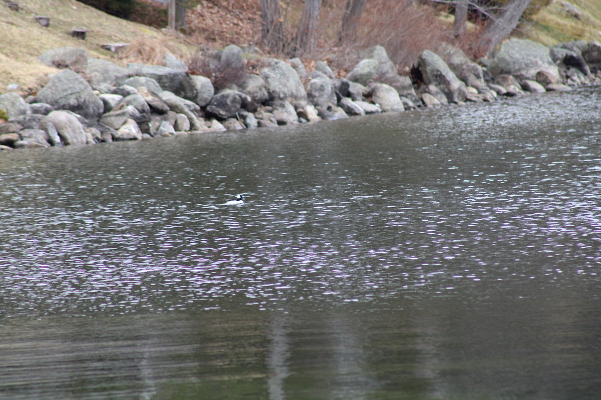 Bufflehead - ML433927831