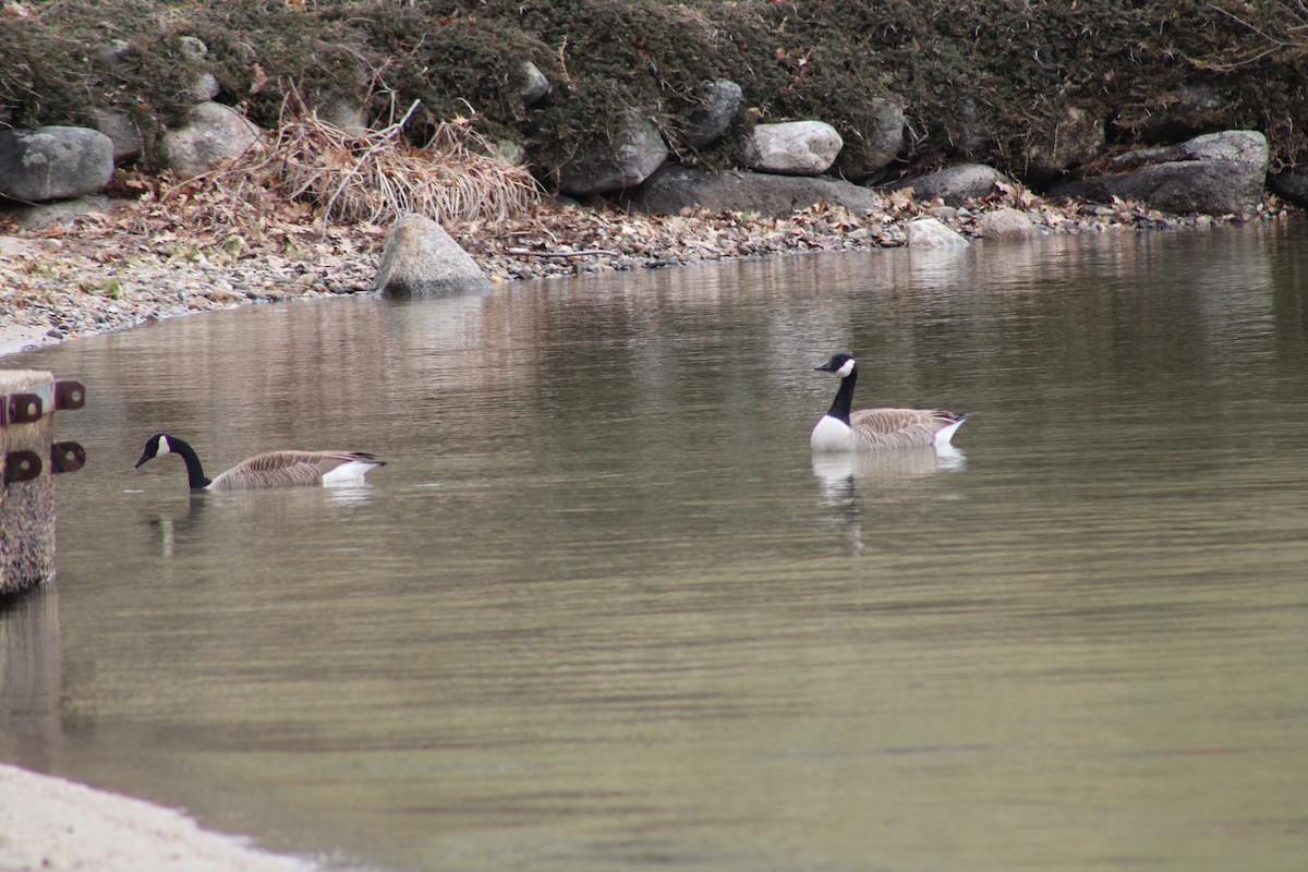 Canada Goose - ML433927841