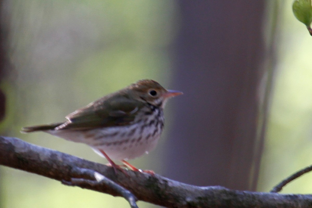 Ovenbird - ML433928251