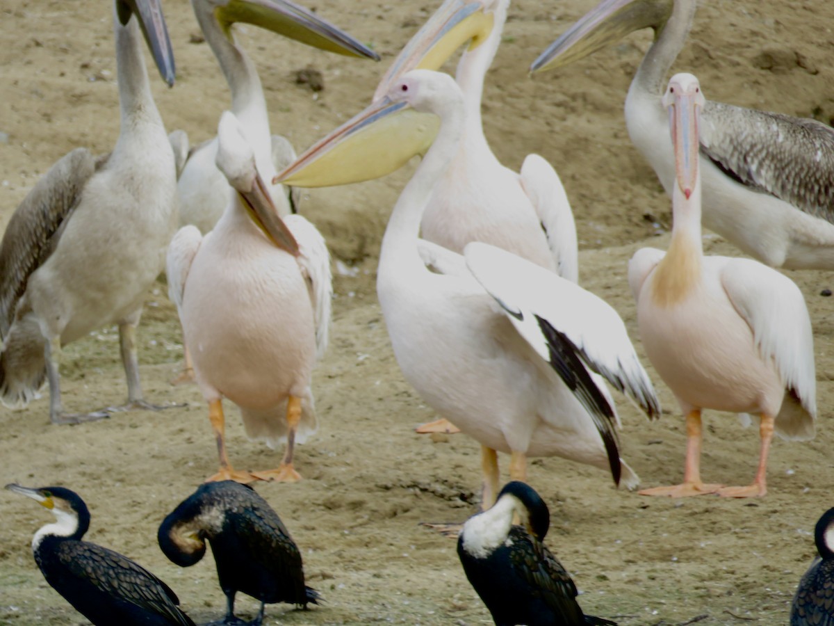 Great White Pelican - GARY DOUGLAS