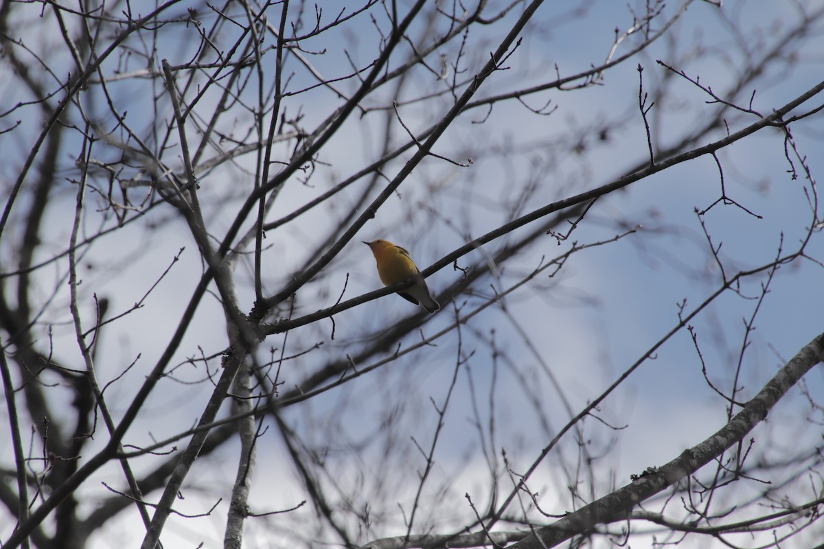 Prothonotary Warbler - ML433928891