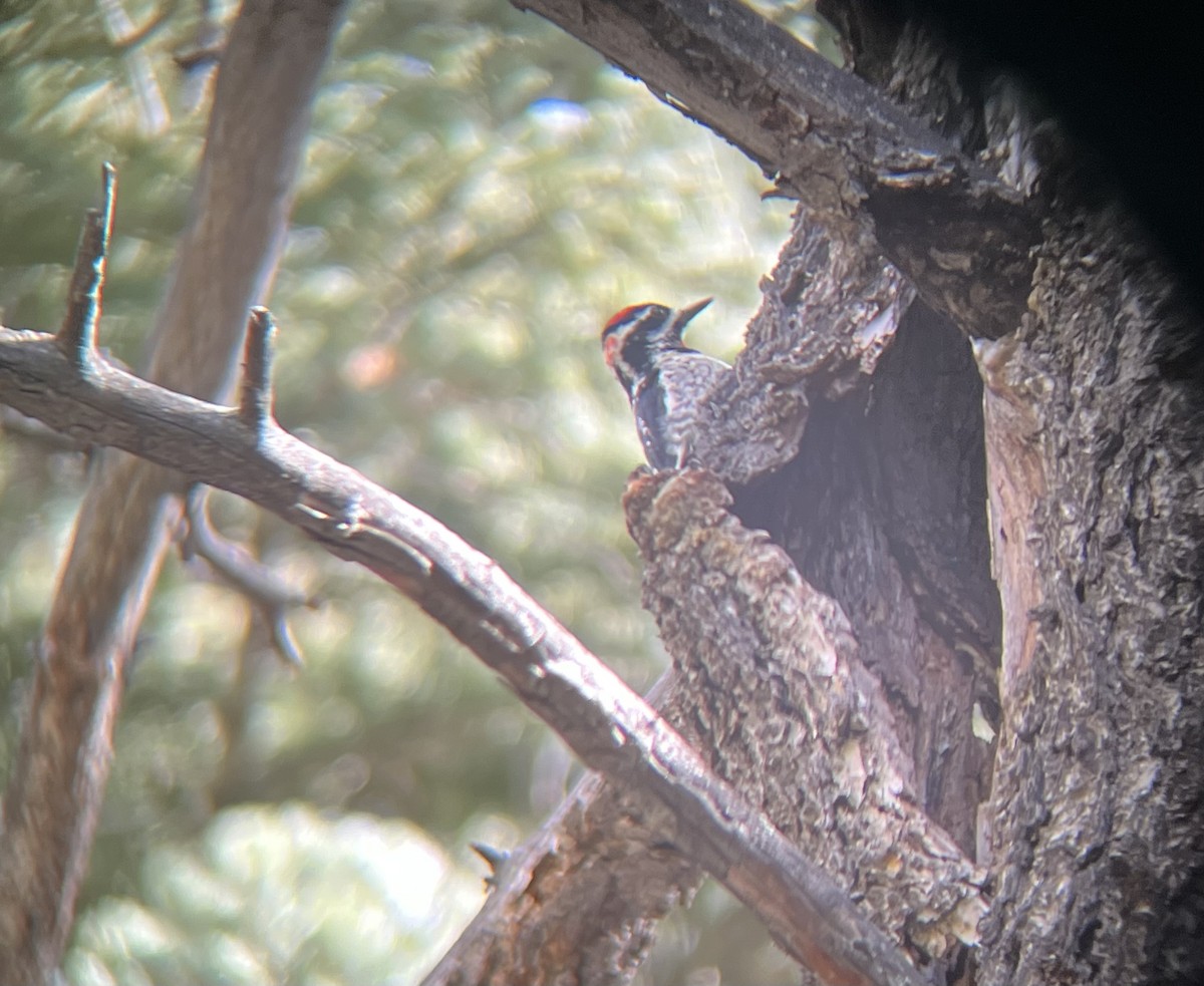 Red-naped Sapsucker - Tyler Stuart