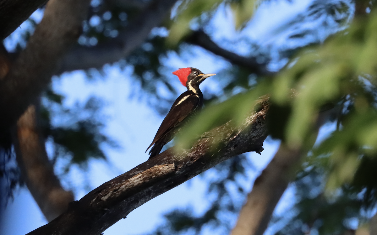 Lineated Woodpecker - ML433929781