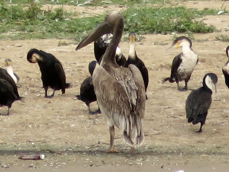 Great White Pelican - ML433929891