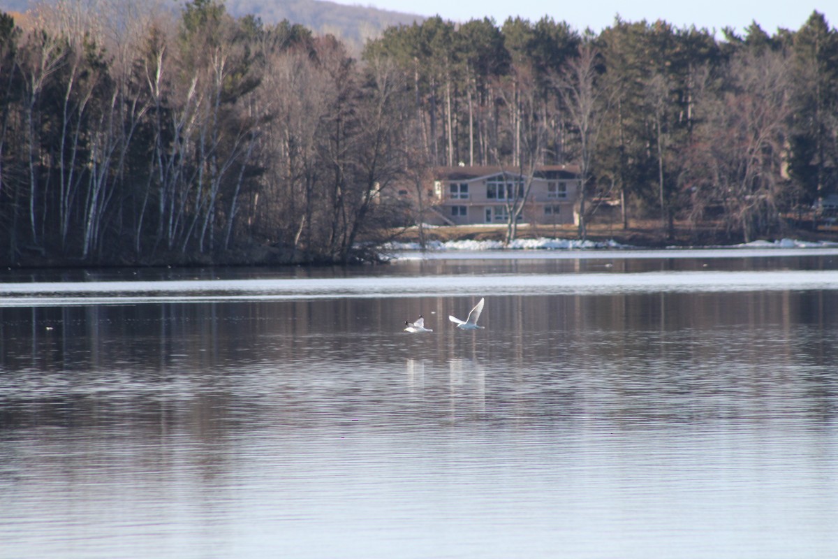 Glaucous Gull - Sarah Sabatke