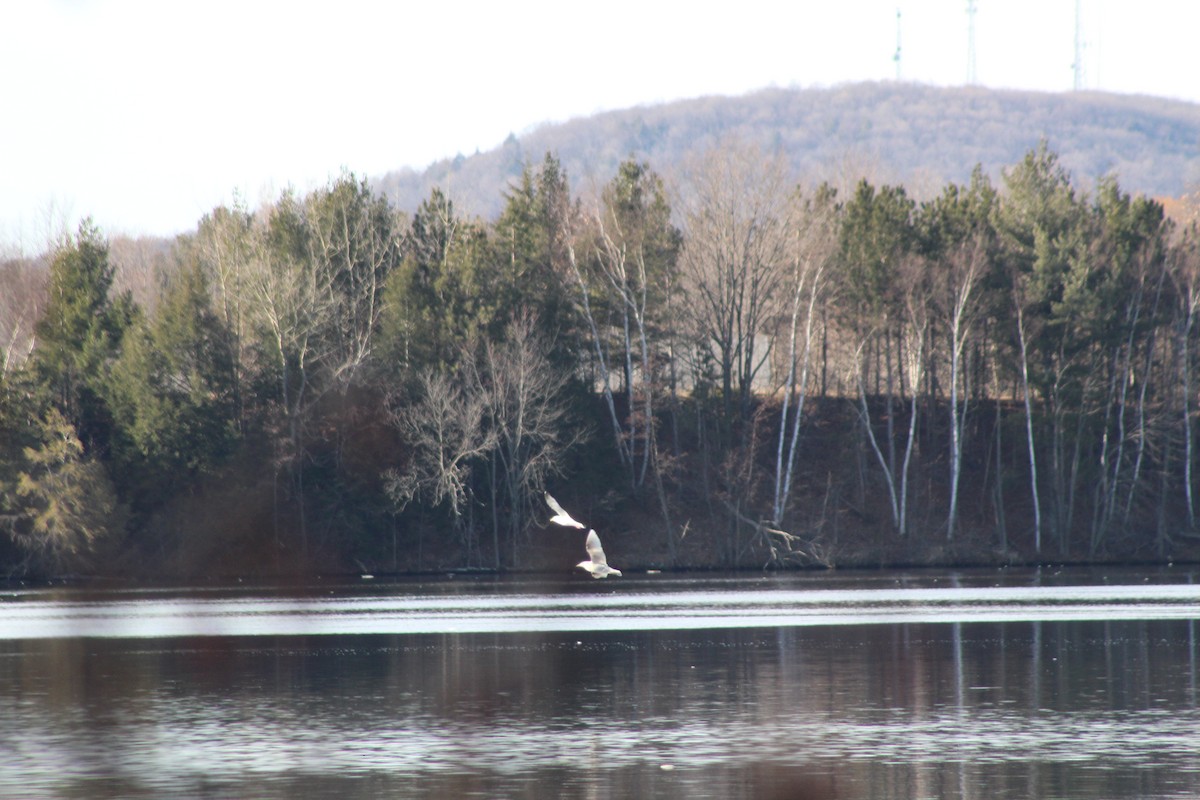 Glaucous Gull - Sarah Sabatke