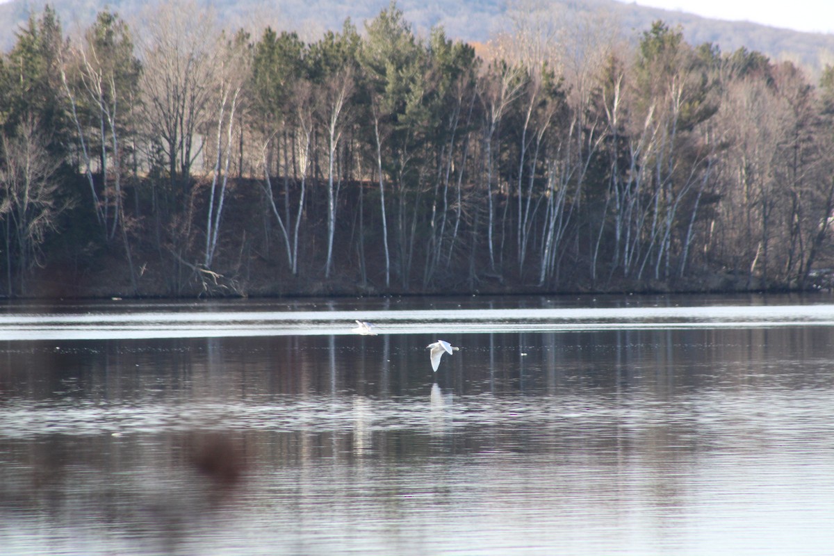 Glaucous Gull - Sarah Sabatke