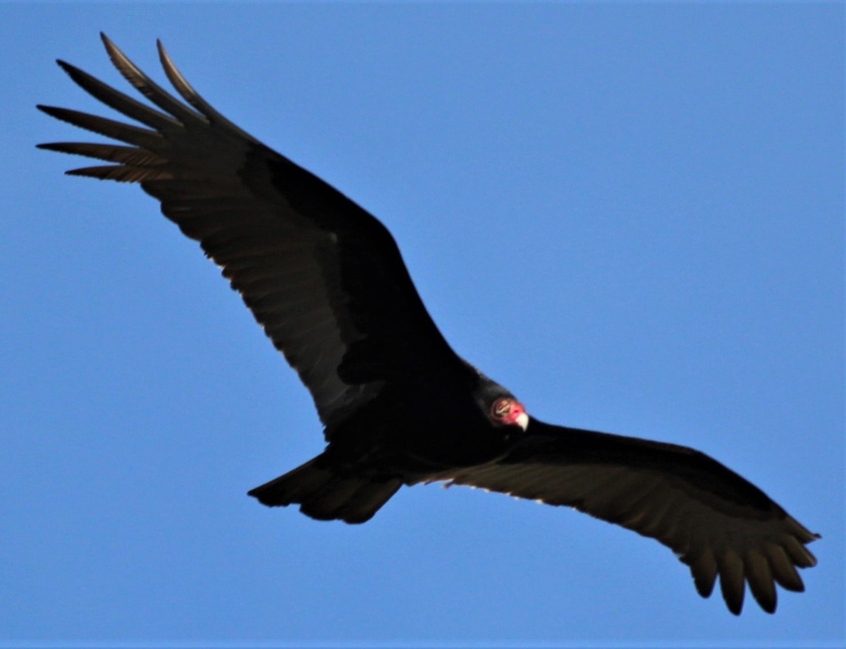 Turkey Vulture - ML433932201