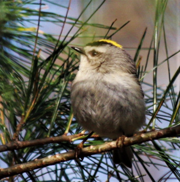 Golden-crowned Kinglet - ML433932581