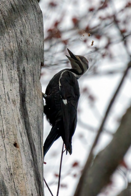 Pileated Woodpecker - ML433933991