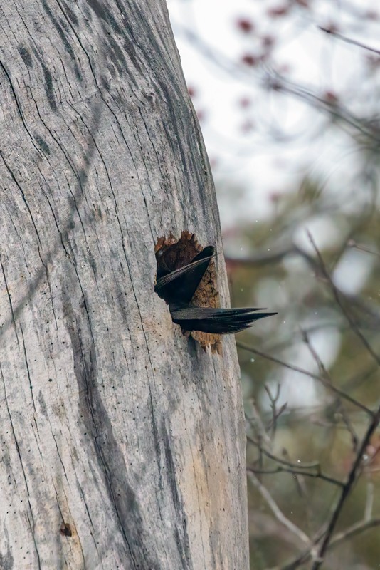 Pileated Woodpecker - ML433934001