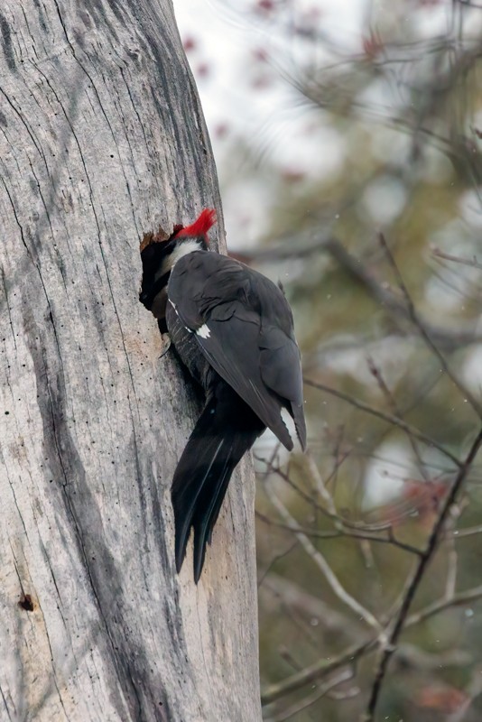 Pileated Woodpecker - ML433934011