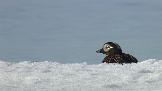 Long-tailed Duck - ML433938