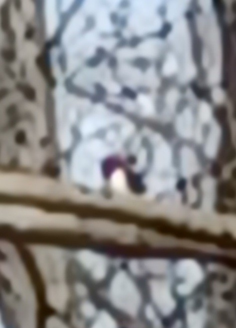 Red-headed Woodpecker - ML433938021