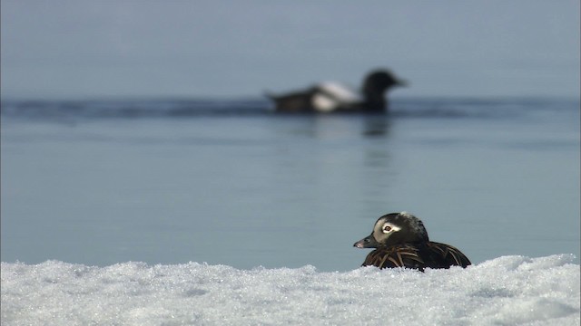 Long-tailed Duck - ML433939