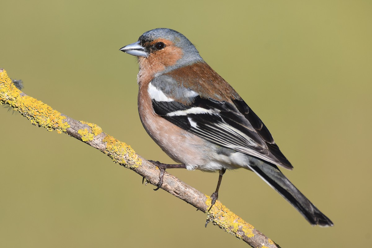 Common Chaffinch - Santiago Caballero Carrera