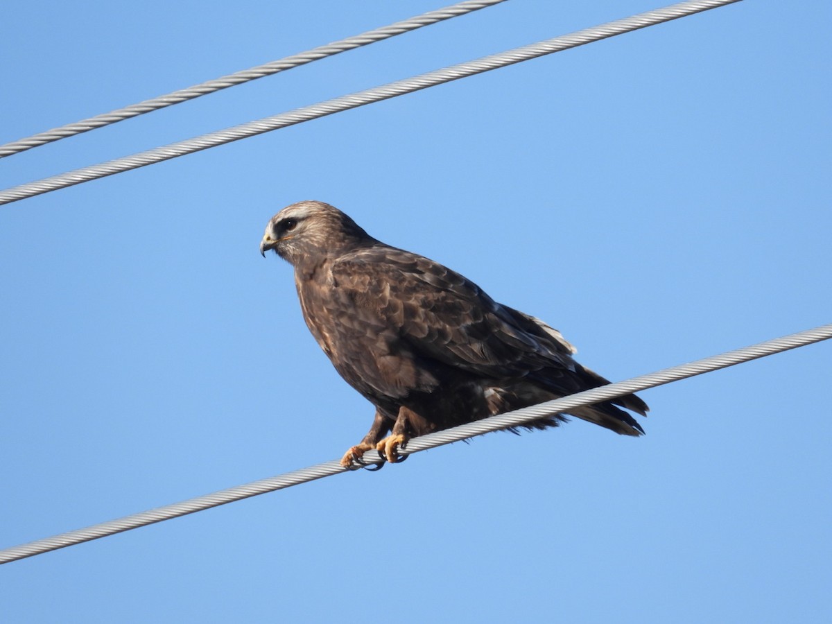 Rough-legged Hawk - Logan Lakins