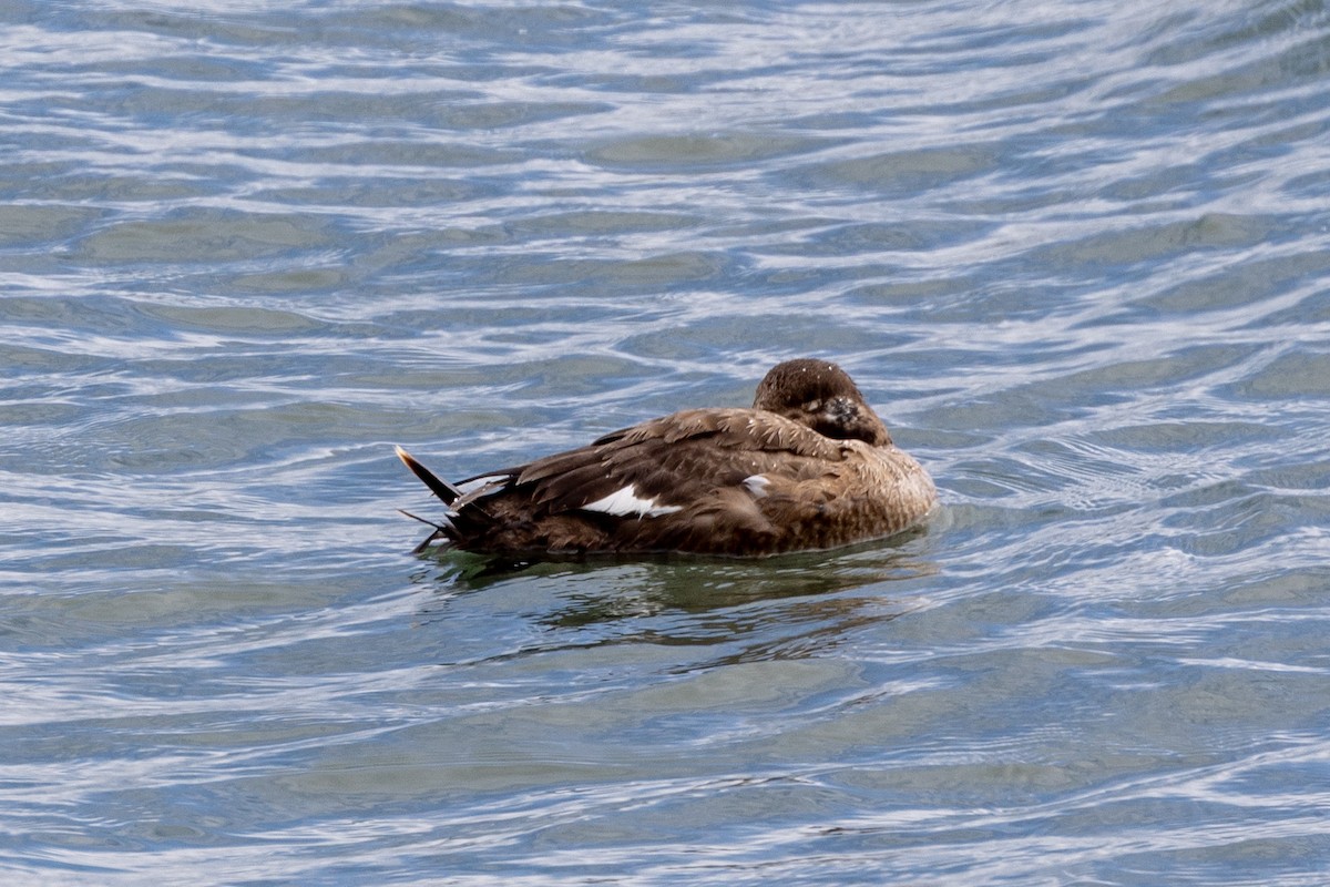 White-winged Scoter - ML433941601