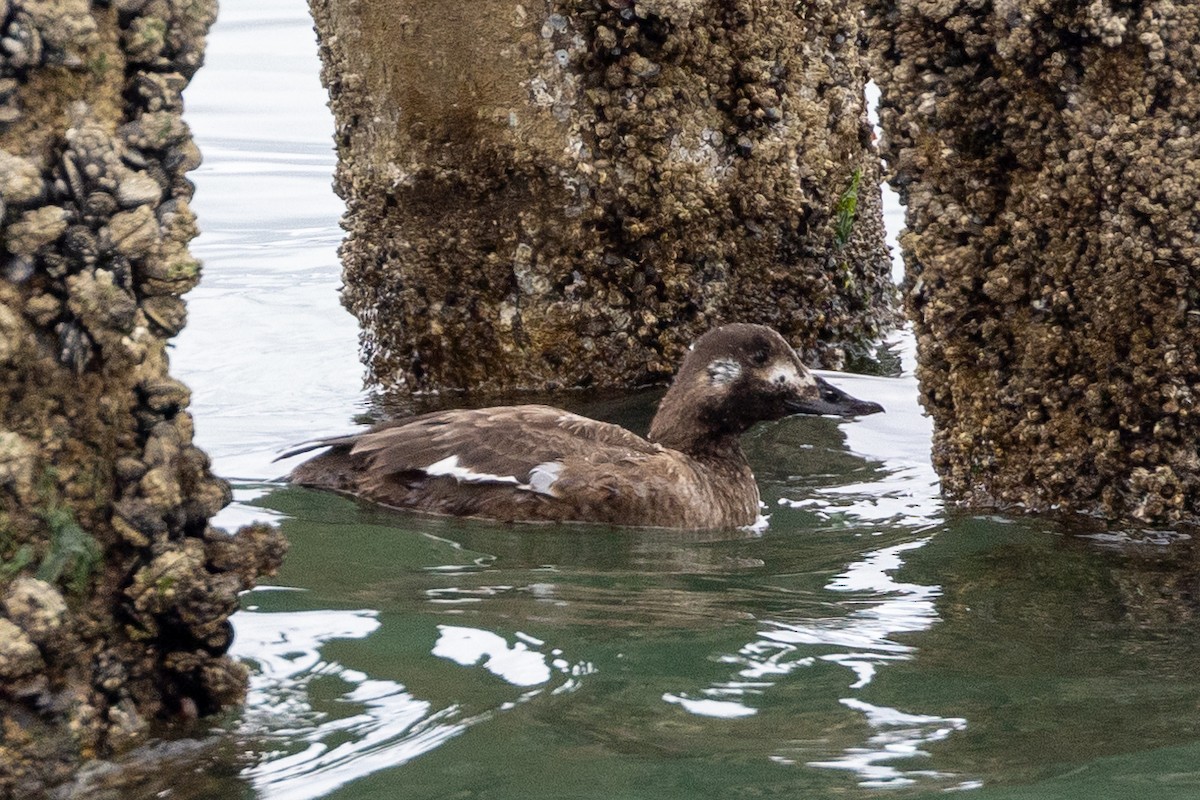 White-winged Scoter - ML433941861