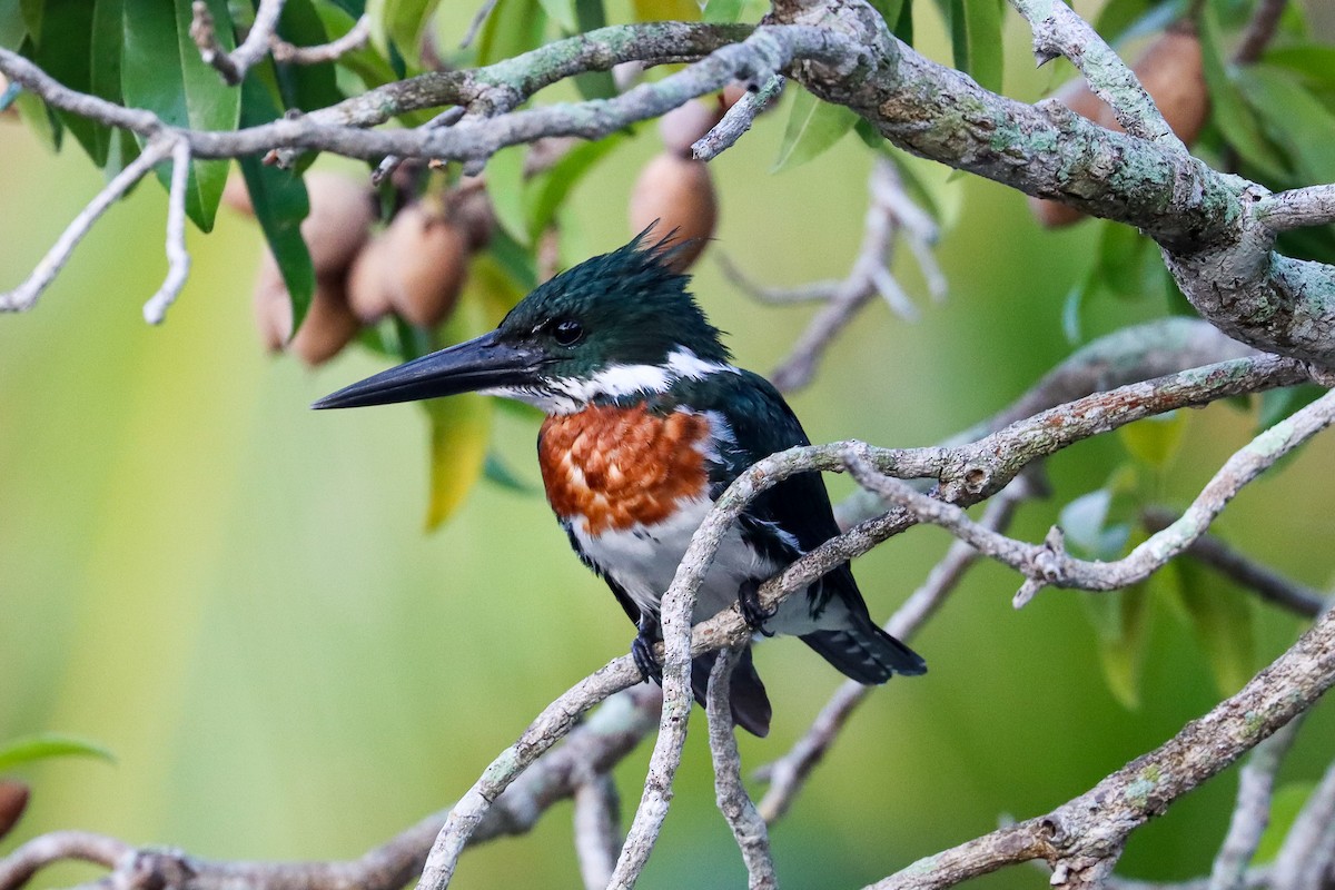 Amazon Kingfisher - Ricardo Lopez Z.