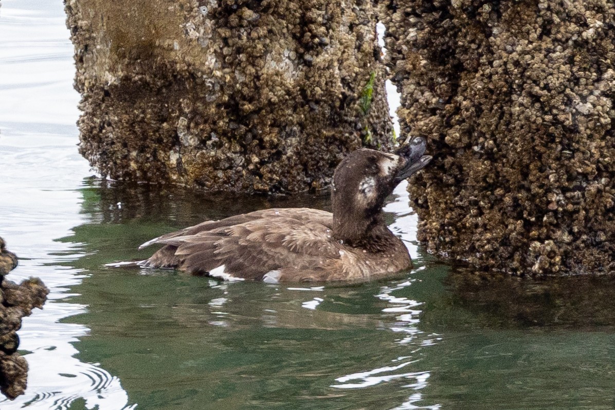 White-winged Scoter - ML433942131