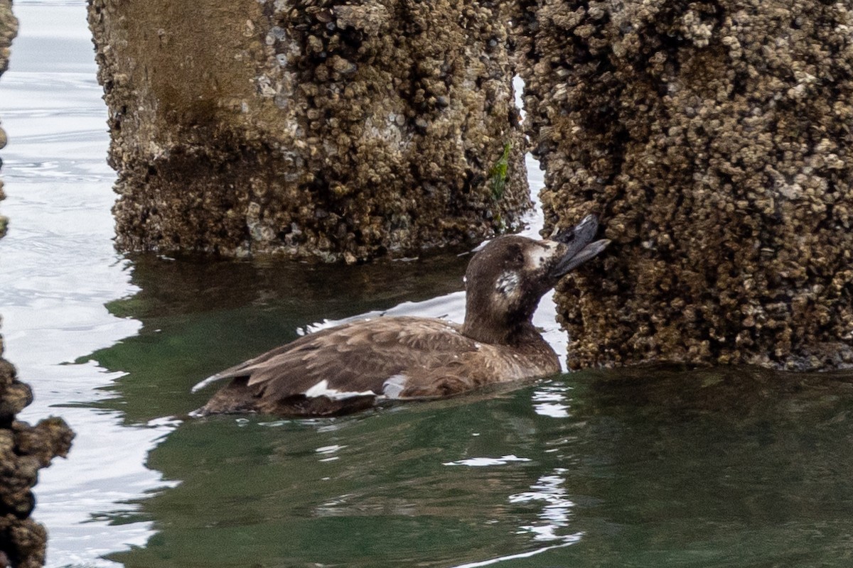 White-winged Scoter - ML433942181