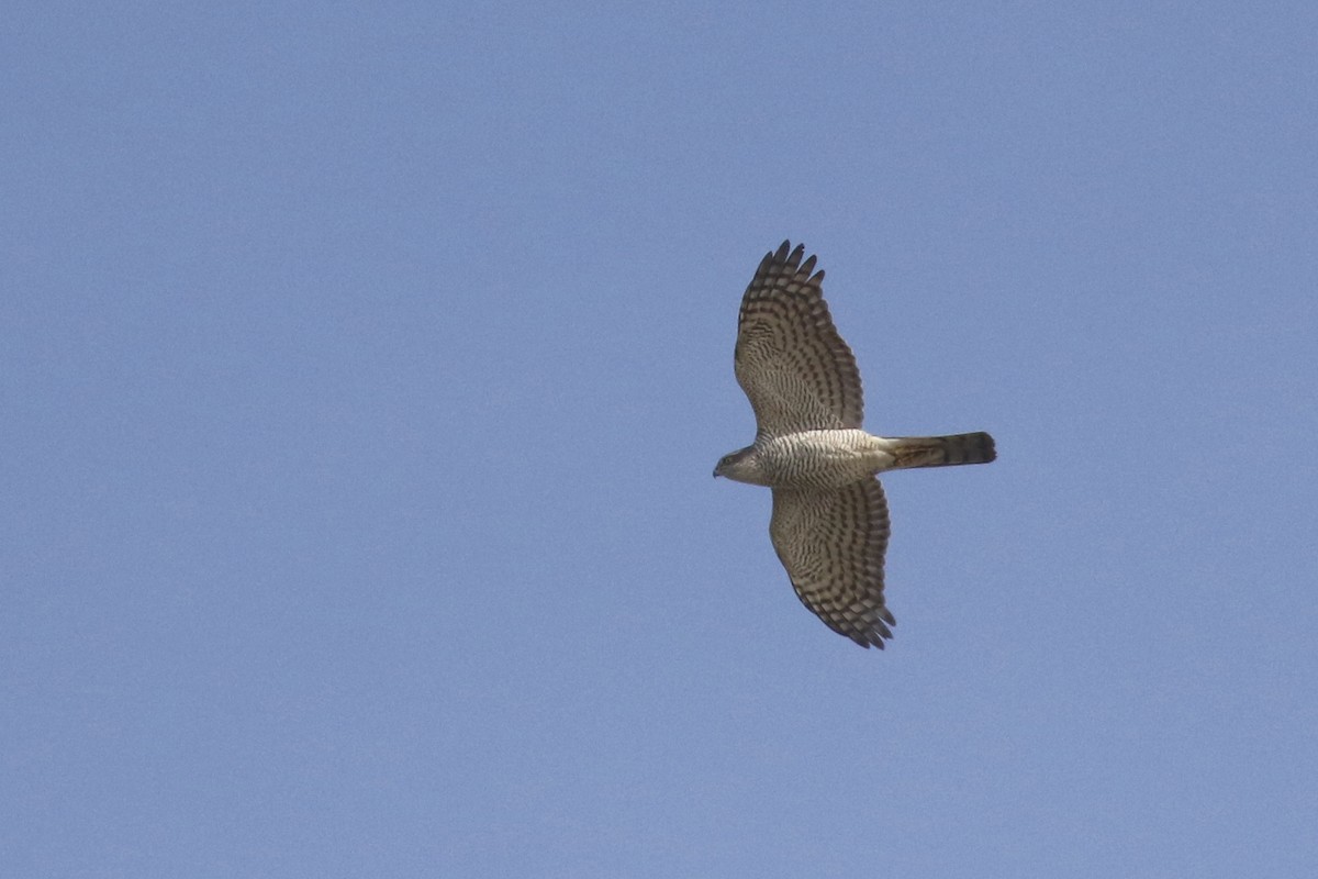 Eurasian Sparrowhawk - Will Scott