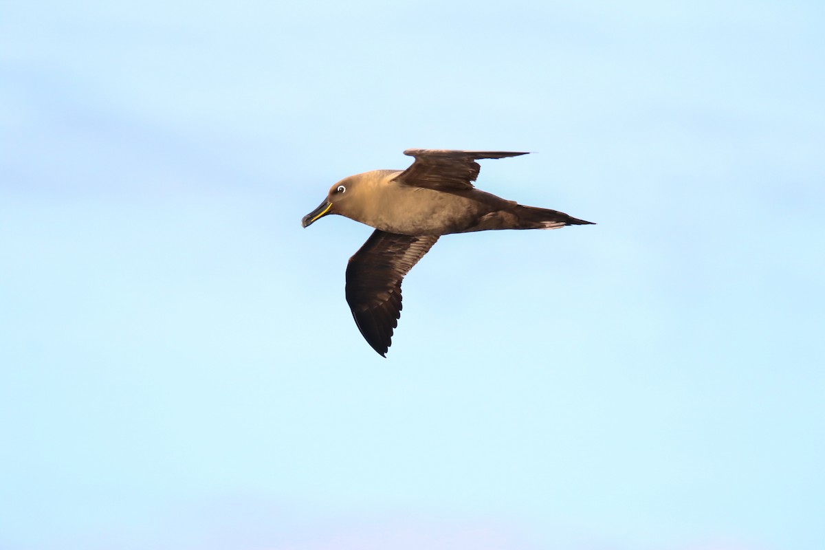 Sooty Albatross - ML433943081