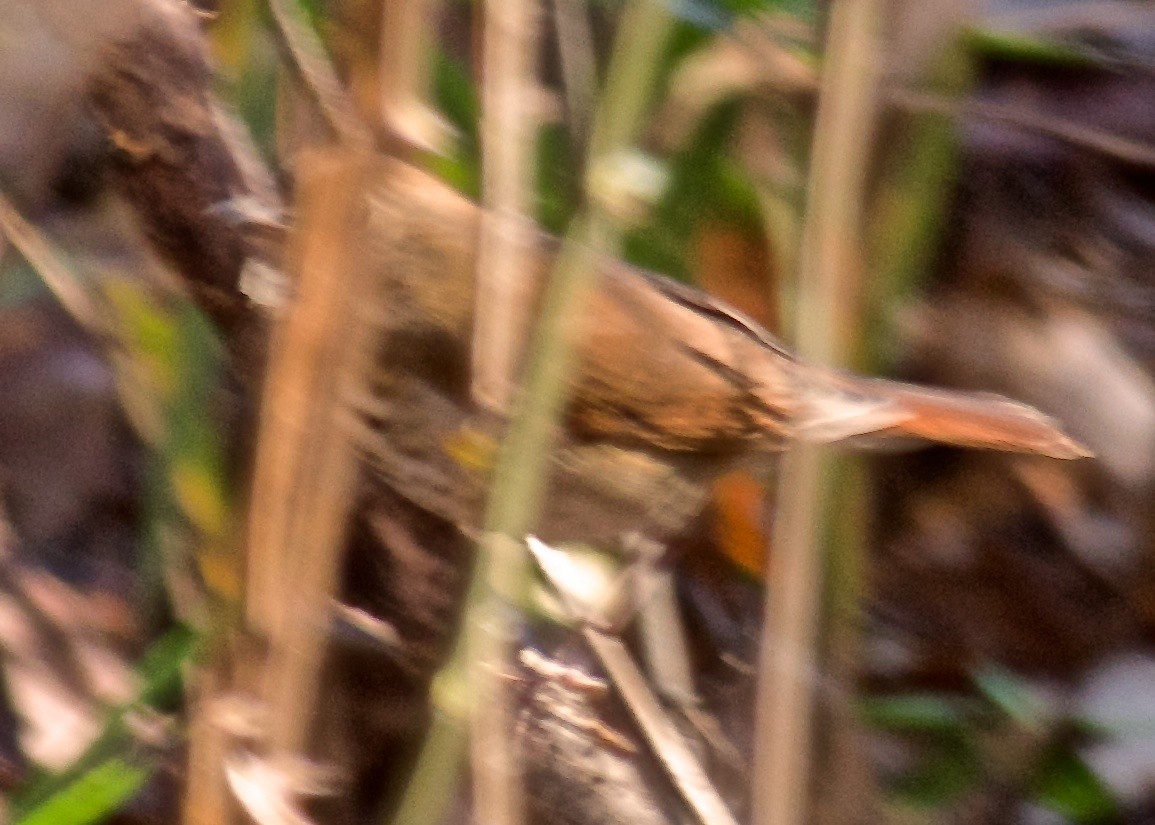 Hermit Thrush - ML43394311